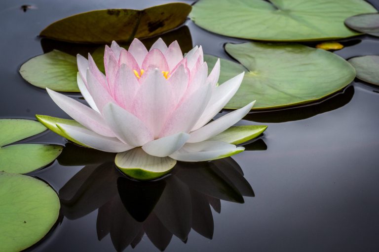 Chatting with the Owner of Burnaby Modo Yoga